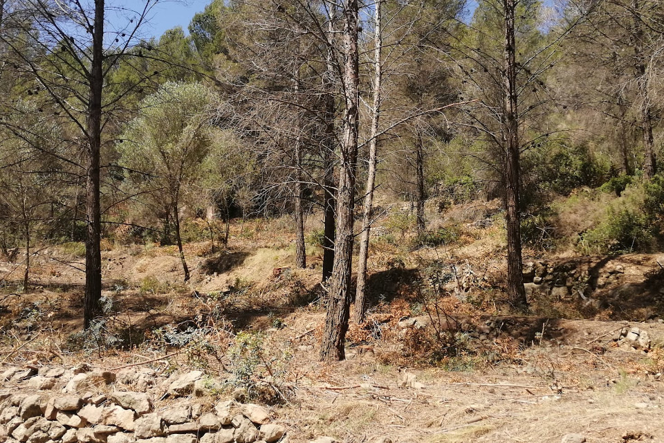 Gestió forestal