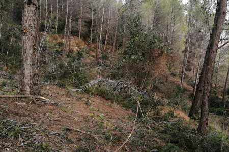 Gestió forestal