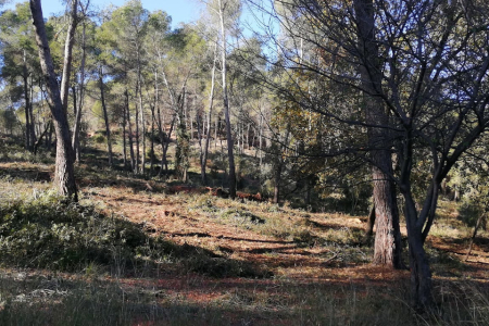 Gestió forestal