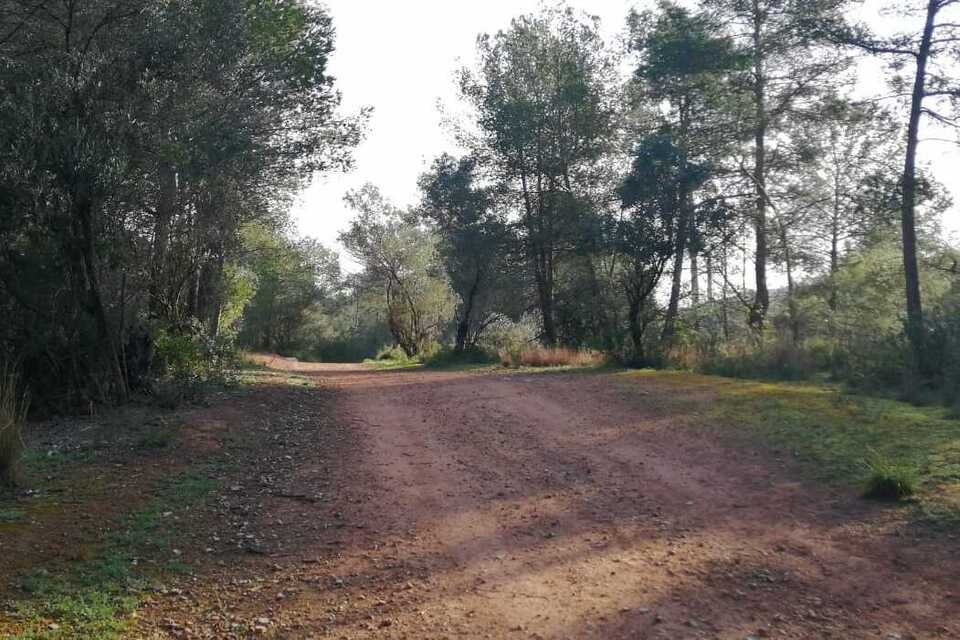 Treballs forestals a la finca municipal de Via Farigola